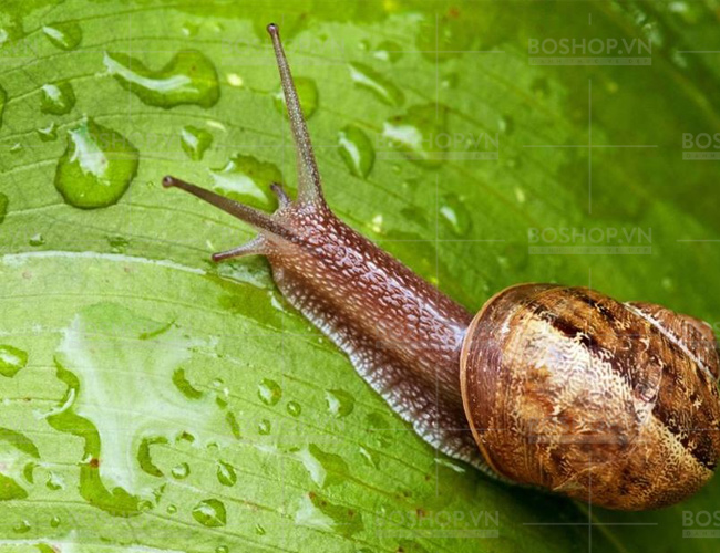 bo-chong-lao-hoa-oc-sen-goodal-premium-snail-tone-up-cream-boshop-3.jpg