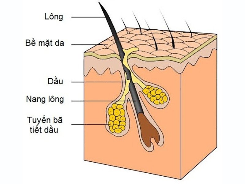 da-kho-do-kha-nang-hoat-dong-cua-tuyen-ba-nhon-bi-suy-giam