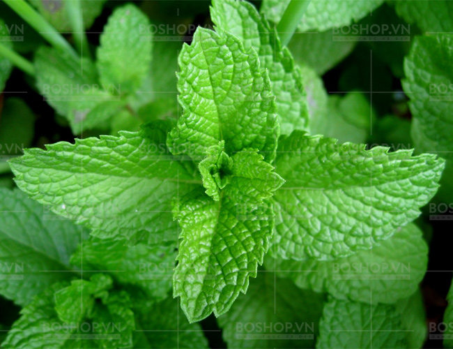dau-thoa-ricqles-peppermint-cure-medicated-oil-50ml-boshop-5-jpg
