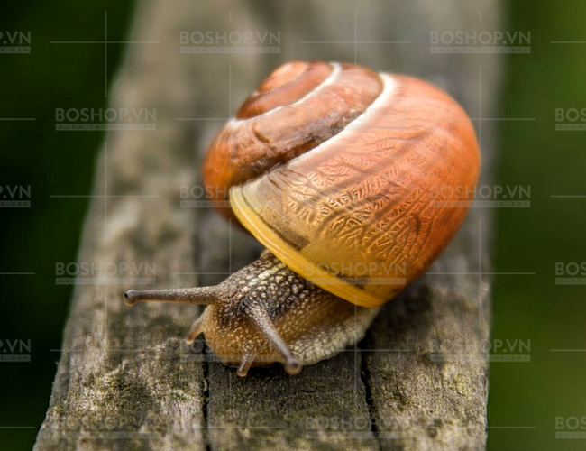 duong-the-vis-plantis-helix-vital-care-snail-boshop-2-jpg