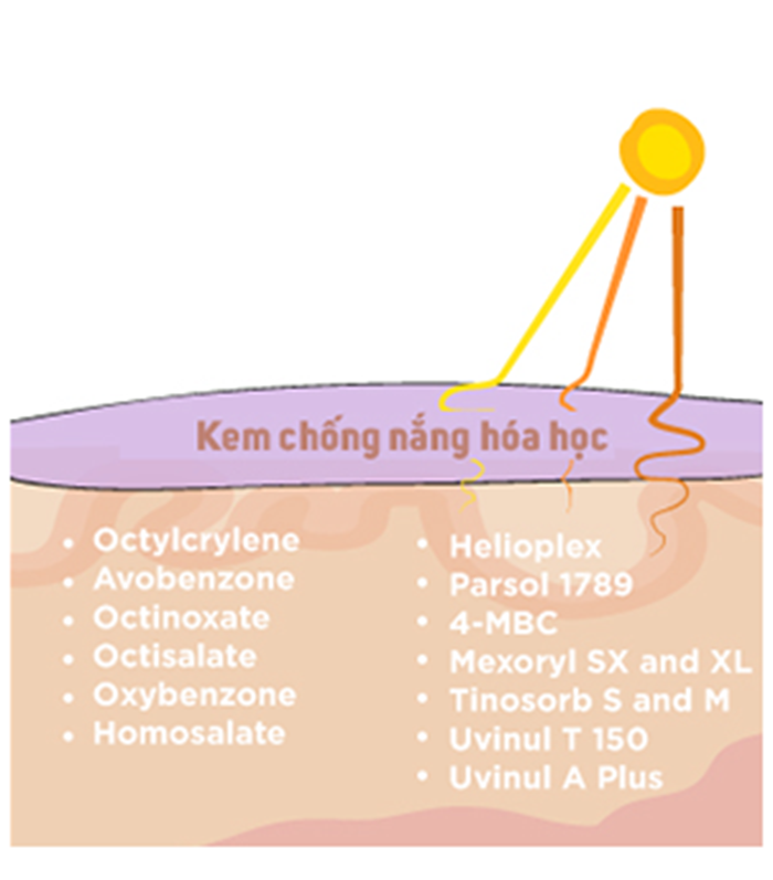 thanh-phan-pho-bien-trong-kem-chong-nang-hoa-hoc-png