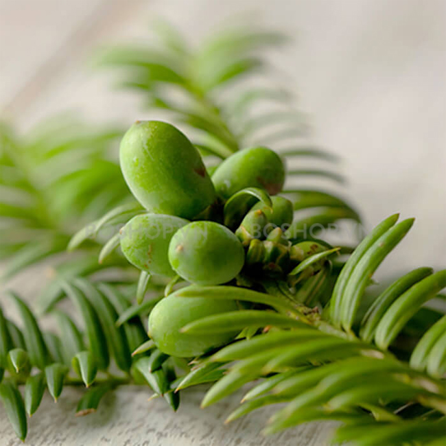 dan-giam-sung-mun-innisfree-bija-trouble-focusing-patch-9-mieng-boshop-6-jpg