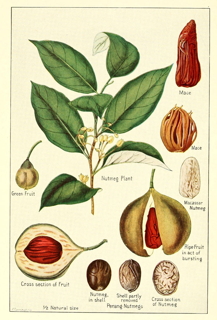 tac-dung-cua-qua-nhuc-dau-khau-bija-nay-la-lam-giam-sung-viem-mang-lai-cam-giac-diu-mat-cho-da-jpg