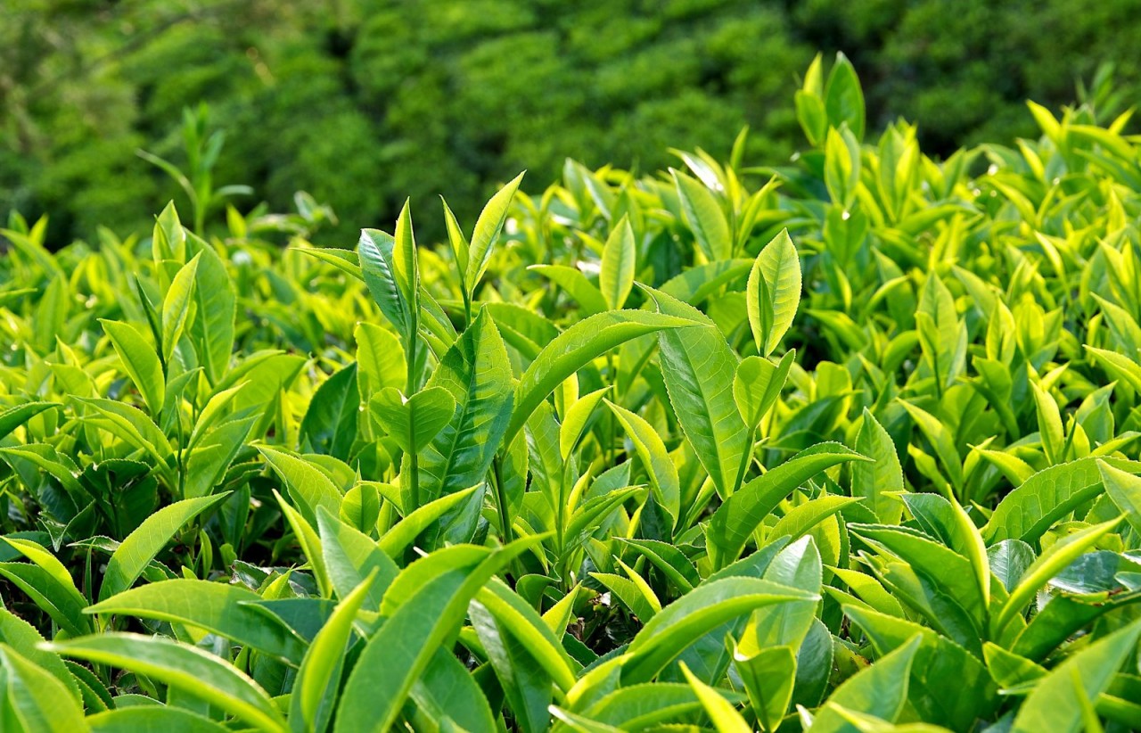 lam-the-nao-de-su-dung-tra-xanh-hieu-qua-cho-da-dep-mien-che-2-jpg