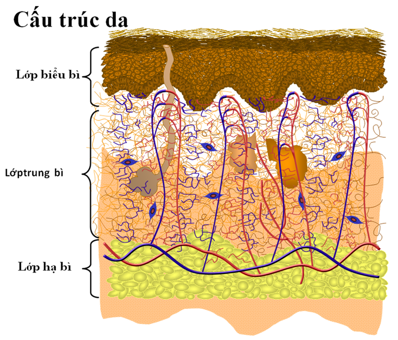 mat-na-phuc-hoi-da-mong-yeu-tu-thien-nhien-boshop-1-png