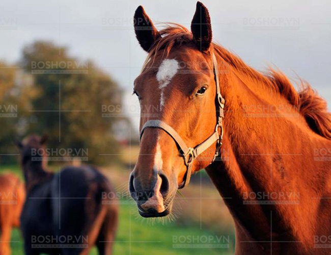 mat-na-farm-stay-horse-oil-visible-difference-mask-sheet-boshop-8-jpg