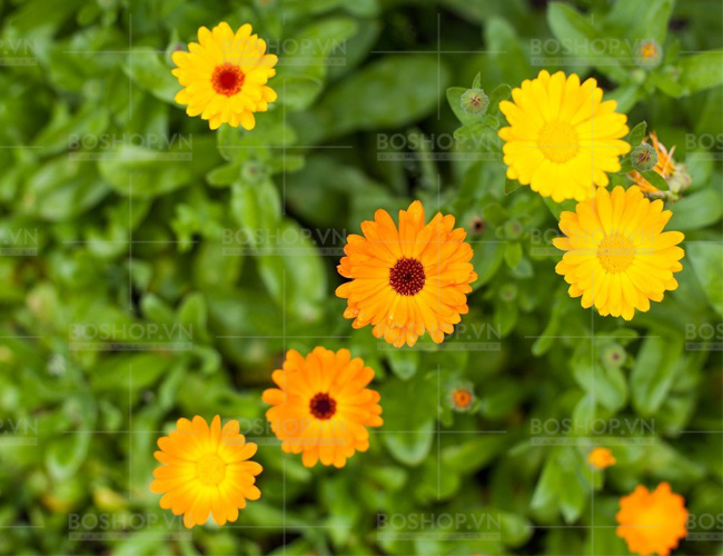 kem-duong-missha-sunhada-calendula-ph-55-soothing-50ml-boshop-6-jpg
