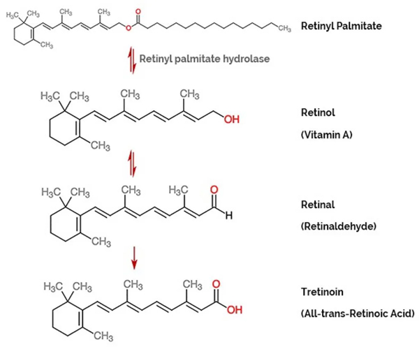 review-retinol-a313-pommade-vitamin-a-boshop-5-jpg