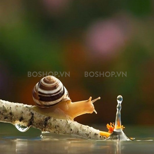 sua-tam-huong-nuoc-hoa-sexy-skin-essence-oil-snail-parfum-creme-douche-600ml-boshop-9-jpg