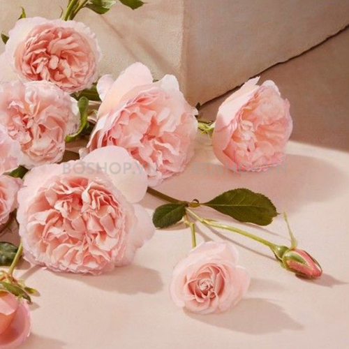 nuoc-hoa-nu-chloe-roses-de-chloe-edt-75ml-tester-boshop-4-jpg