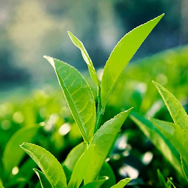 kem-duong-am-cho-da-mun-innisfree-green-tea-balancing-cream-50ml-boshop-9-jpg