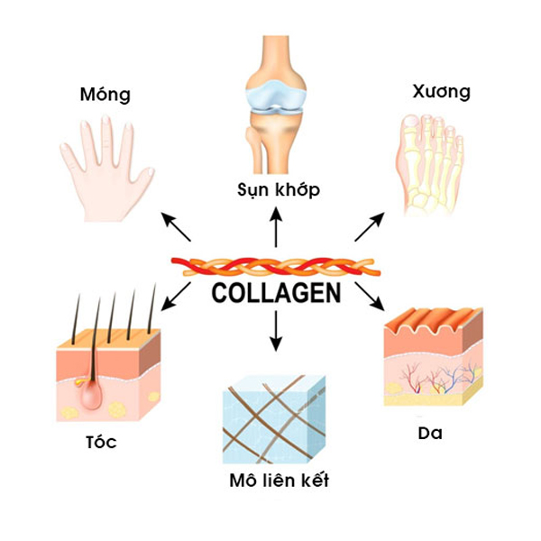 collagen-vien-uong-hay-collagen-nuoc-doi-thu-nao-manh-hon-boshop-12-jpg