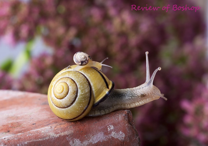 Review Benton Snail Bee High Content Essence và Benton Snail Bee High Content Steam Cream.