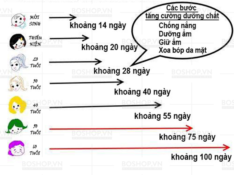 Biểu đồ tốc độ sừng hóa (Turnover) của làn da cho bạn thấy thời điểm hiệu quả để chăm sóc da mặt giúp ngăn chặn quá trình lão hóa.